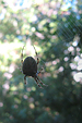 spider