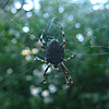 spider
